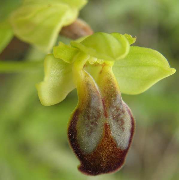 Ophrys (Sicilia)